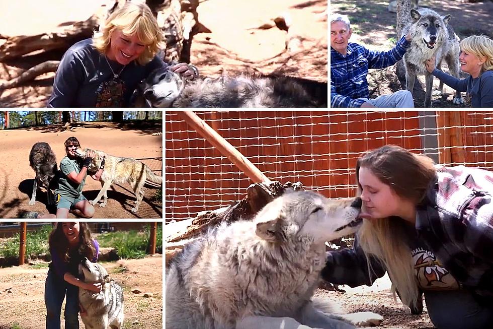Adults Can Get Up Close and Personal with Wolves in Colorado