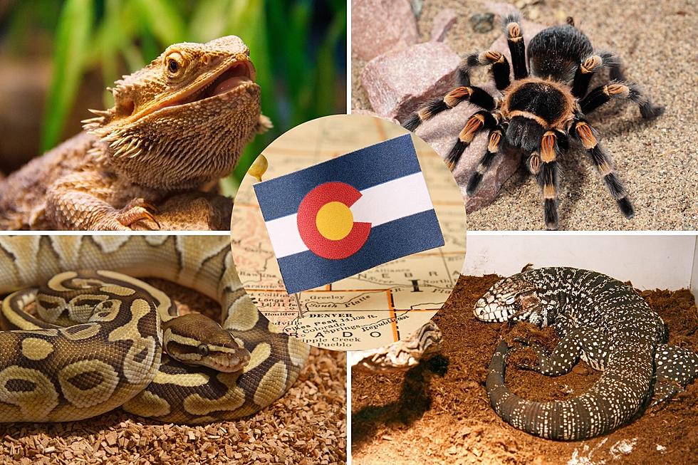 LOOK: 17 of the Best Places to Buy an Exotic Pet in Colorado