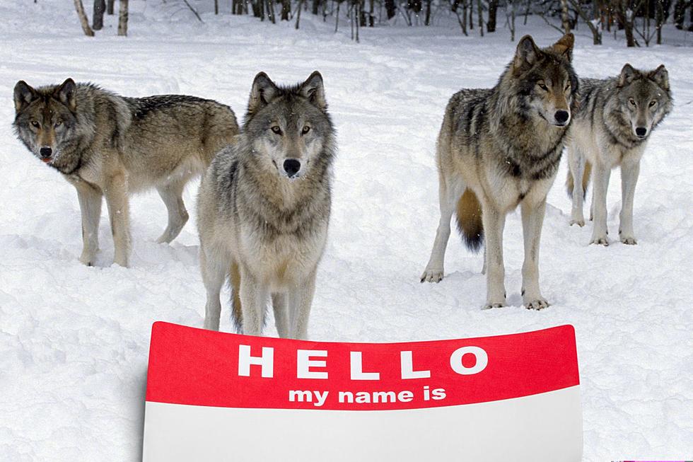 Colorado’s Newly-Introduced Wolves Now Have Names