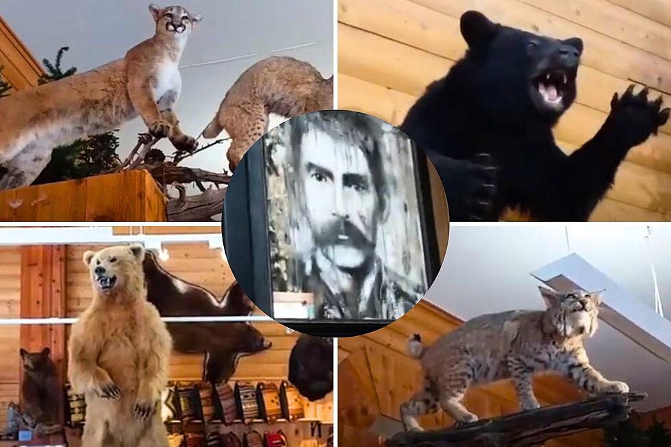 Colorado Museum Dedicated to Famous Outlaw Full of Taxidermy
