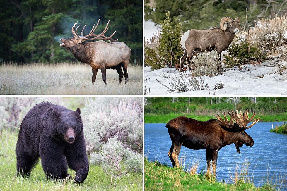 What are the 10 Big-Game Species You Can Hunt in Colorado?