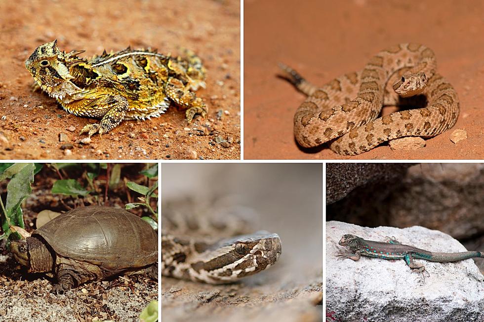 10 Species of Reptiles that Are Endangered in Colorado