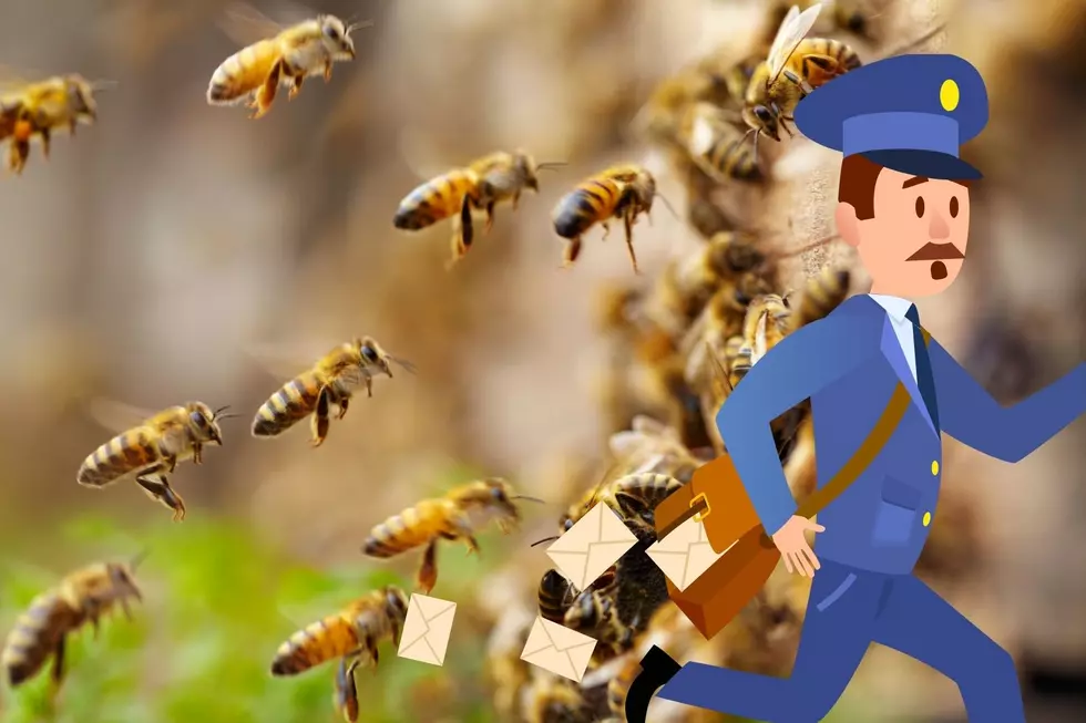 How Legal is it to Ship Bees via Mail in Colorado?