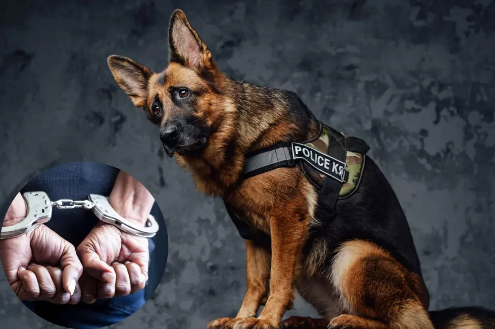 How Illegal is it to Harm a Police Dog in Colorado?
