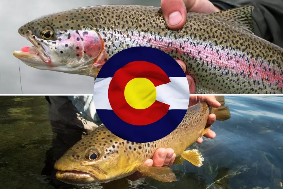 Rules for Colorado Anglers May Change Due to Trout Shortage