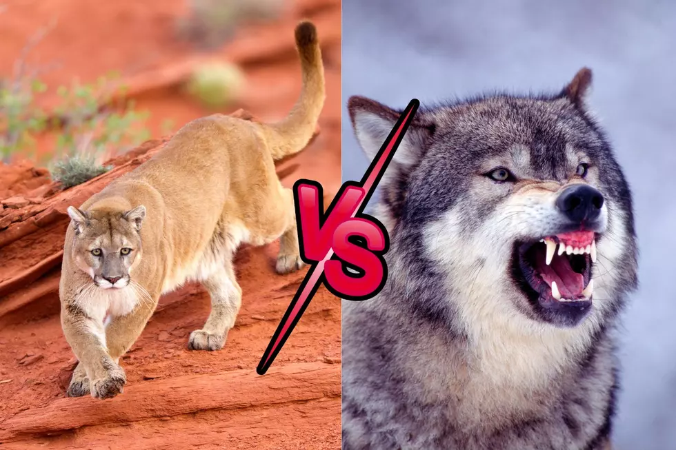 Are Colorado’s Mountain Lions More Dangerous than Wolves?