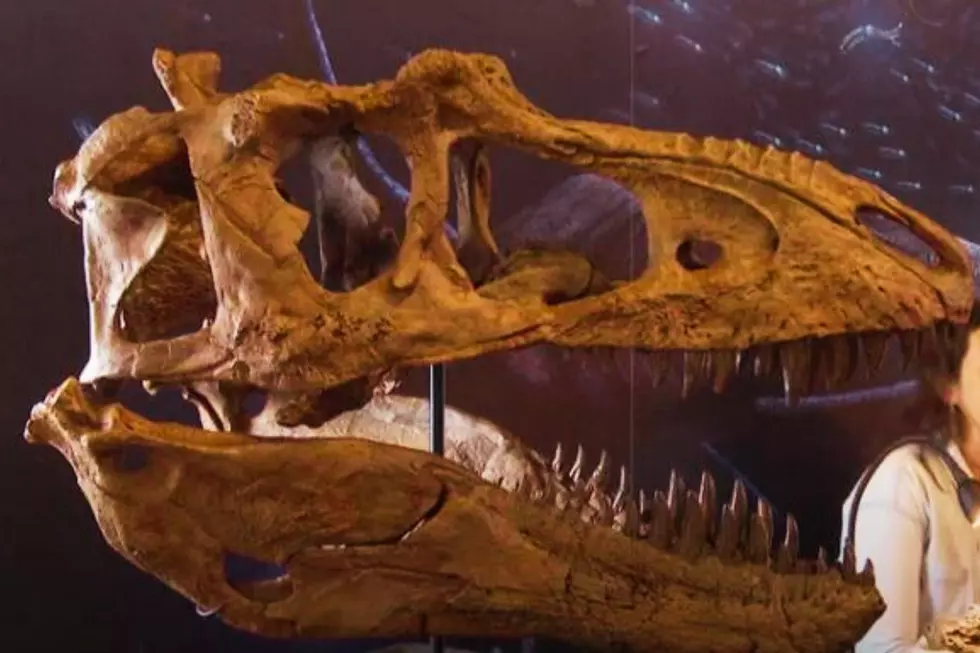 Rare + Predatory Dinosaur Skull on Display in Colorado