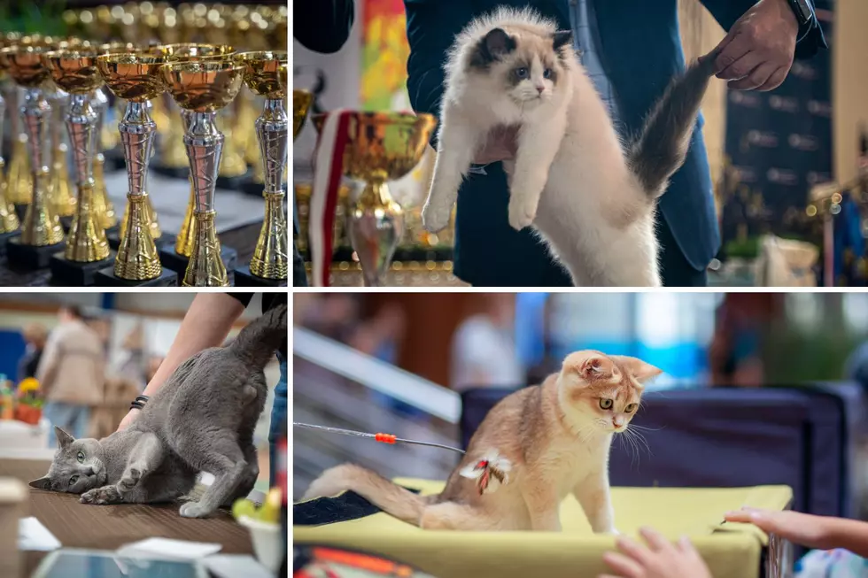Attention Colorado Cat Lovers: Huge Cat Show Coming to Town Soon