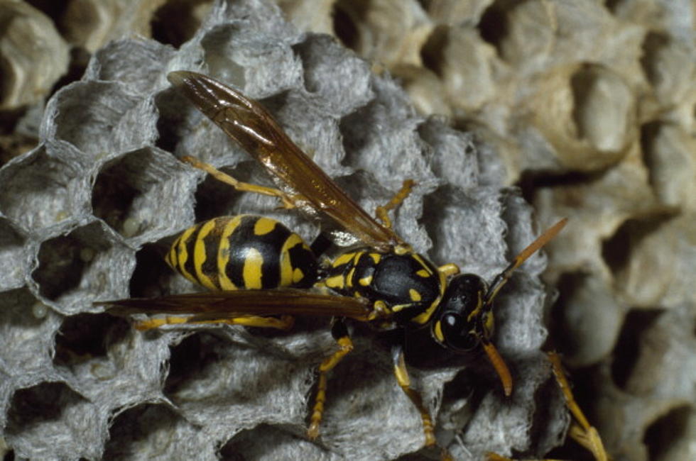 Texans Wanna Know Why Killer Wasp Are Holes In Backyards