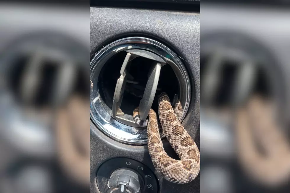 NOPE: Texas Man Finds Rattlesnake In Car AC Vent (VIDEO)