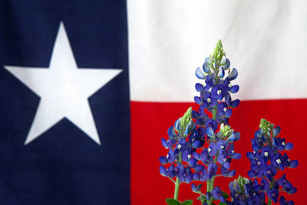 Help! Is Central Texas Having A Bluebonnet Drought?