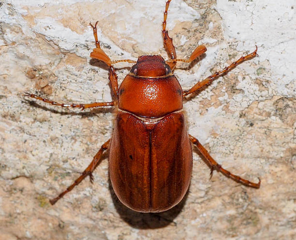 Shoo! It’s Time to Take the Fight to the June Bugs in Killeen, TX This Year