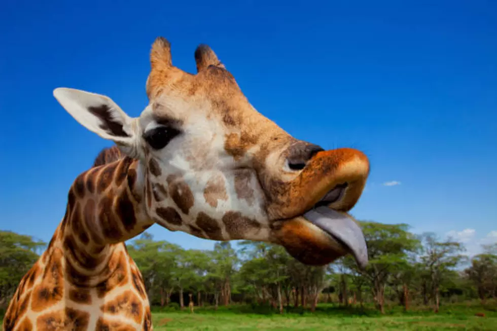 Giraffa camelopardalis rothschildi is one of 9 subspecies of giraffe.