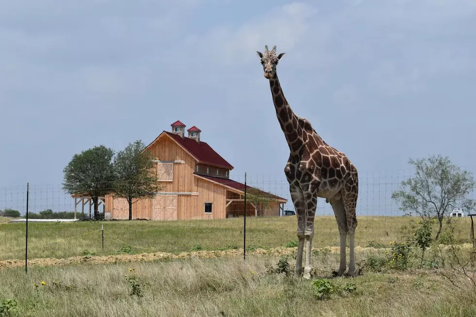 The Perfect Safari Vacation Spot Is Right Here In Texas