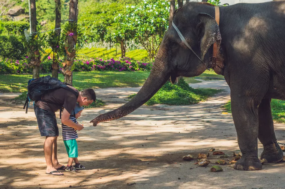 Stampede Into Fun At the Elephant Preserve in Fredericksburg, Texas