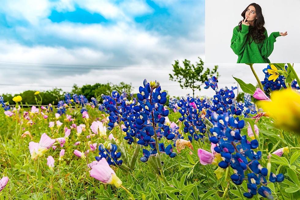 Why Is Texas’ State Flower The Bluebonnet?