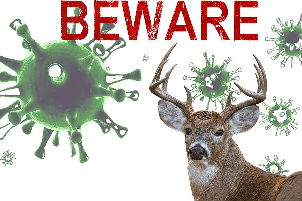 Beware! There Is A Fatal Deer Disease Spreading In Texas