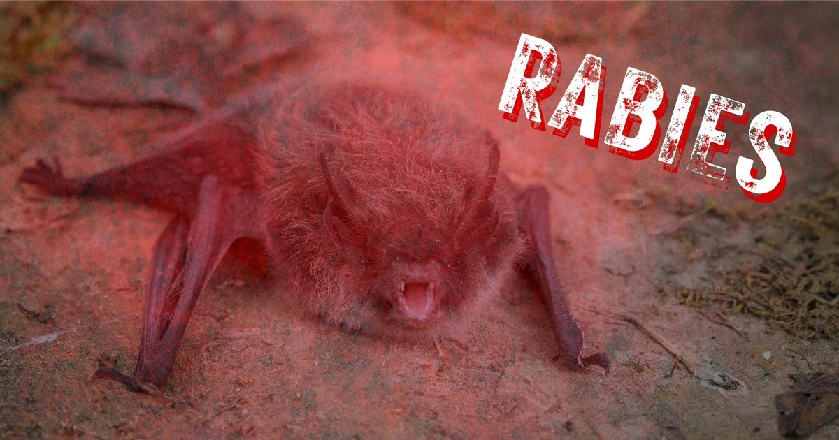 Rabies Exposure Confirmed After Bat Bite In Copperas Cove TX rabies-exposure-confirmed-after-bat-bite-in-copperas-cove-tx