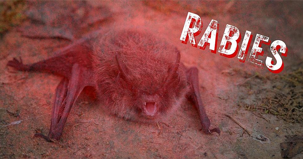 Rabies Exposure Confirmed After Bat Bite in Copperas Cove, TX