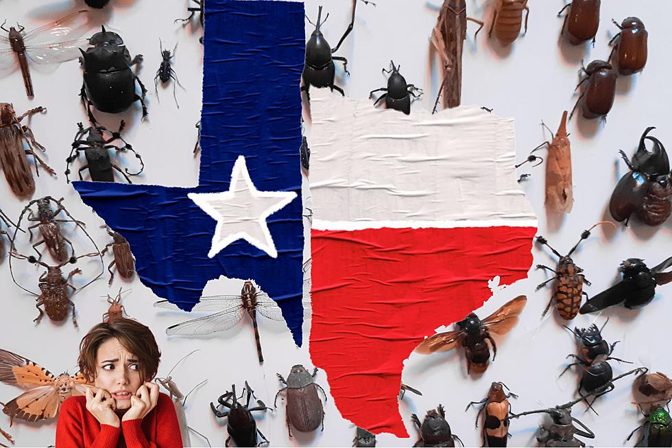 Gross! Do You Know Texas State Insect?