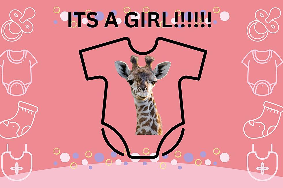 You Can Help Cameron Park Zoo in Waco, TX Name a Newborn Giraffe