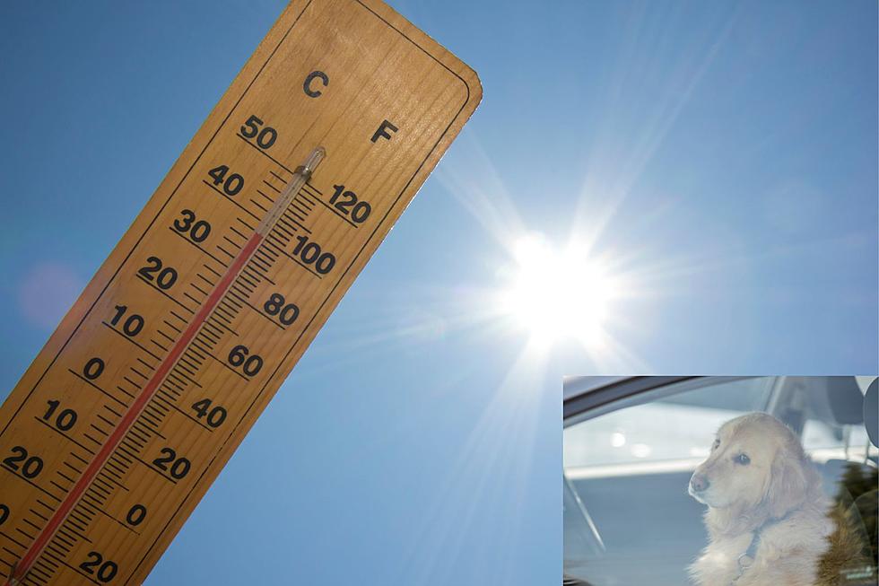 HOT! Is It Illegal Leaving Your Dog In The Car In This Texas Heat?