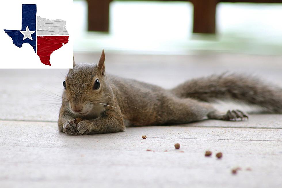 What Texans Need To Know When Squirrels Start ‘Splooting’