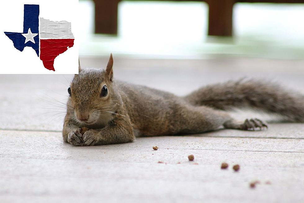 What Texans Need To Know When Squirrels Start &#8216;Splooting&#8217;