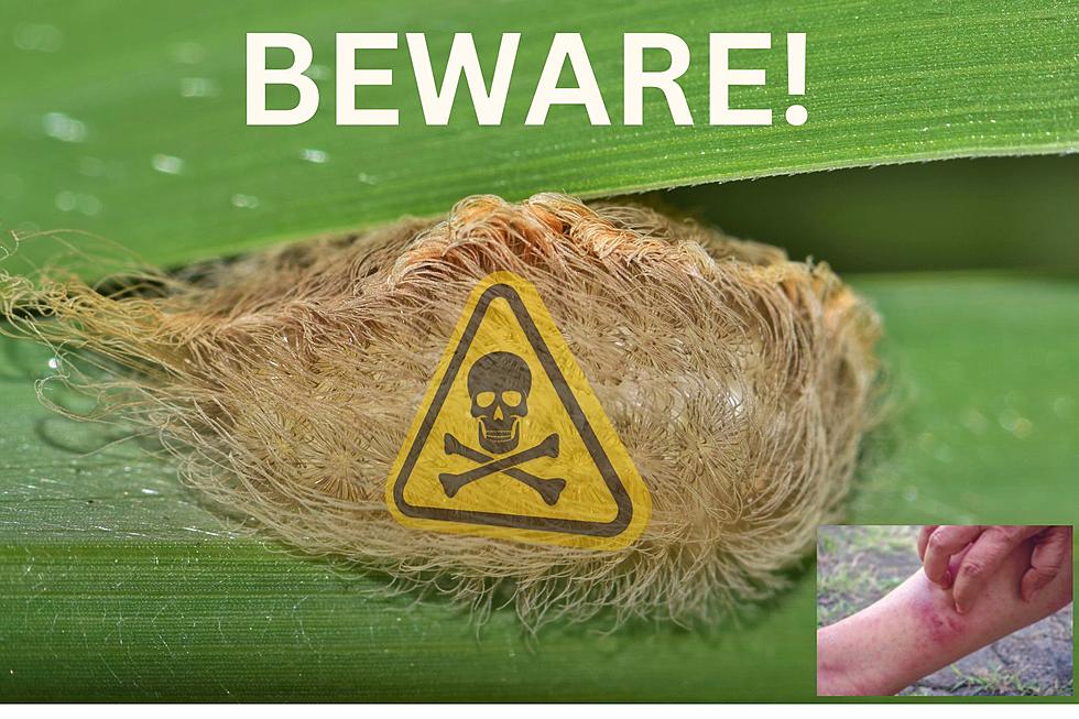 Beware! These Deadly Critters Are Spreading All Through Texas