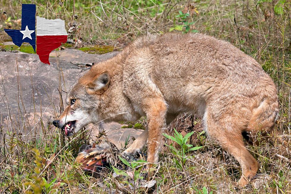 Beware! Coyotes Seen Brutally Attacking Pets In Texas During Denning Season