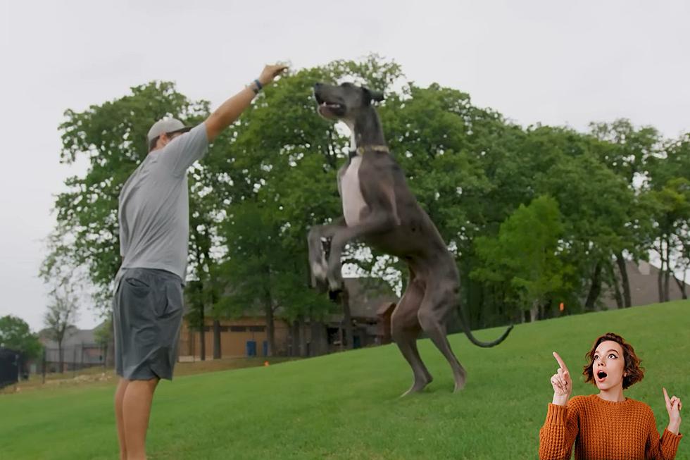 Holy Cow! Meet Zeus The Largest Dog In Texas