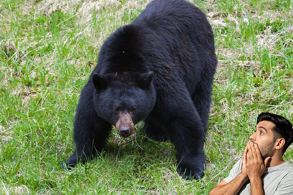 Beware! More And More Black Bears Are Invading  Texas, Here&#8217;s Why