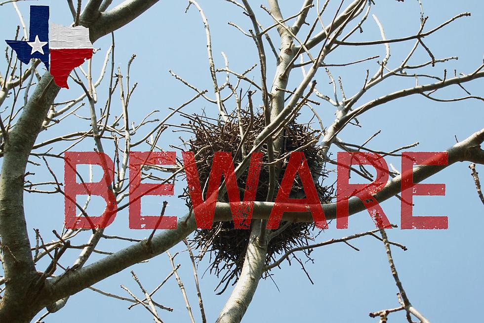 BEWARE TEXAS: If A Ball Of Leaves In Your Tree It’s Not A Birds Nest
