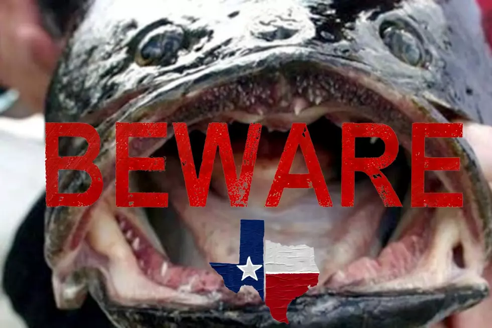 BEWARE: DANGEROUS Sea Creature May Invades Texas Waters KILL ONSITE