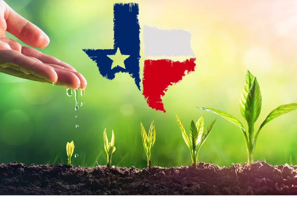 Plant These Vegetables By August 15th For A Quick Fall Harvest In Texas