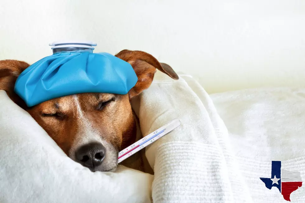 Warning: Dangerous And Contagious Dog Virus Outbreak Hits Texas