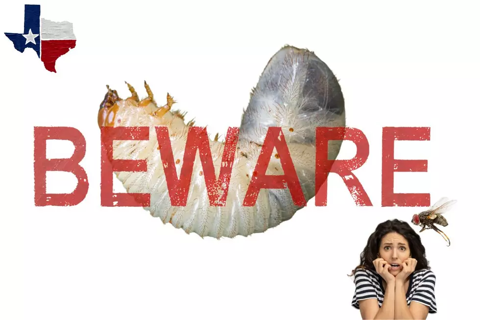Texans Are Warned About Deadly Creepy Critters Invading