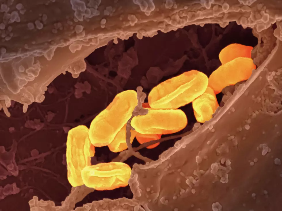 A Waco Teen’s Brush with Death Reveals the Hidden Danger of Flea-Borne Typhus