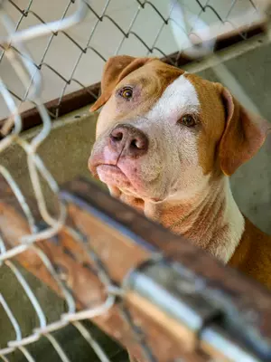 Waco Animal Shelter Eliminates Adoption Fees in New Push For Pet Owners