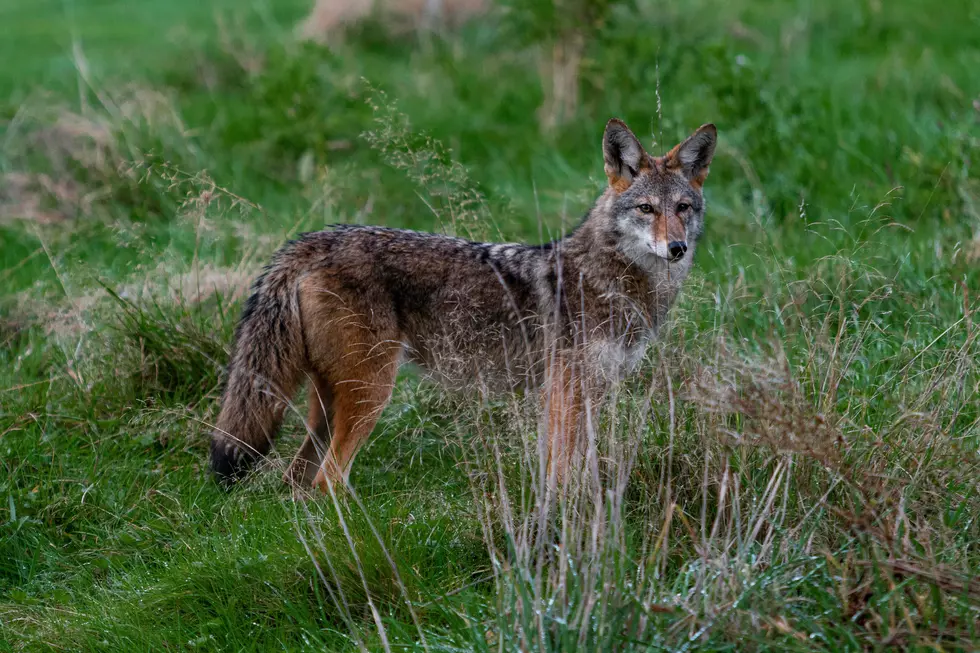 Coyotes Being Spotted More Frequently Throughout Bell County