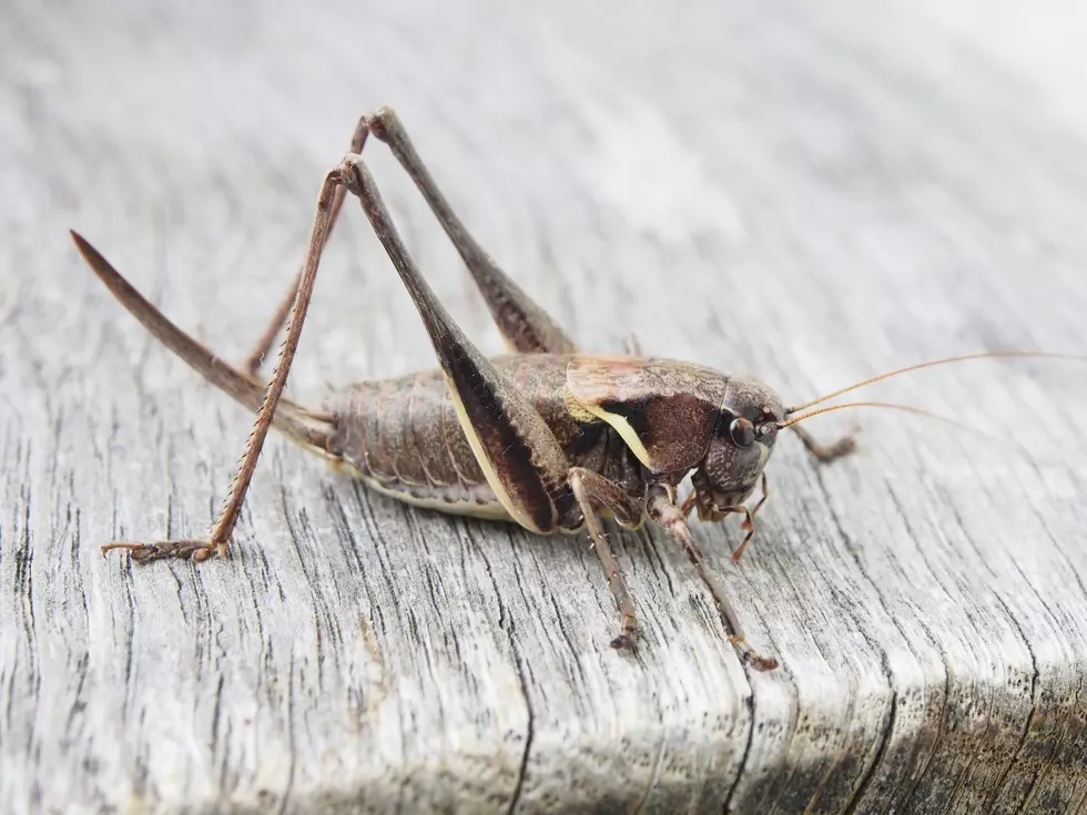 Millions of Swarming Crickets Are Set to Invade Central Texas
