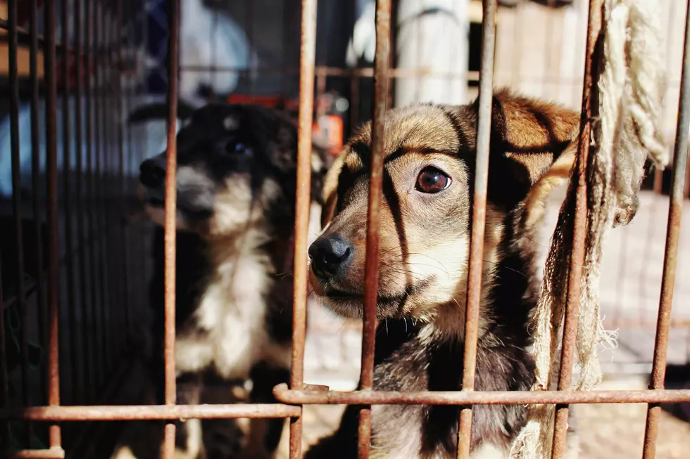 Austin Rescuers Bring Dozens of Animals to Safety After East Texas Floods