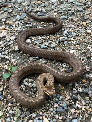 Texans Are Reporting a Weird Outdoor Smell And It Could Mean Dangerous Snakes
