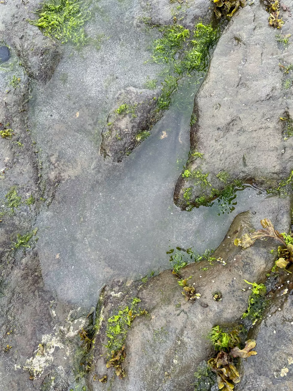 Giant Tracks Found on Central Texas Riverbank As Big As Dinosaur Feet