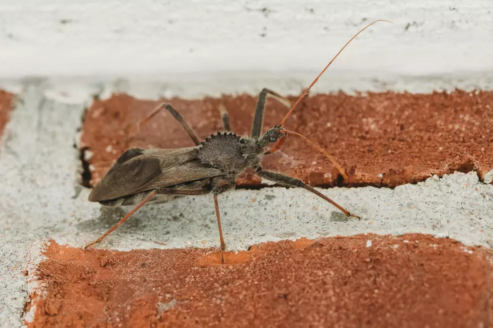 The Dangerous “Kissing Bug” Is Showing Up Far More Often In Central Texas