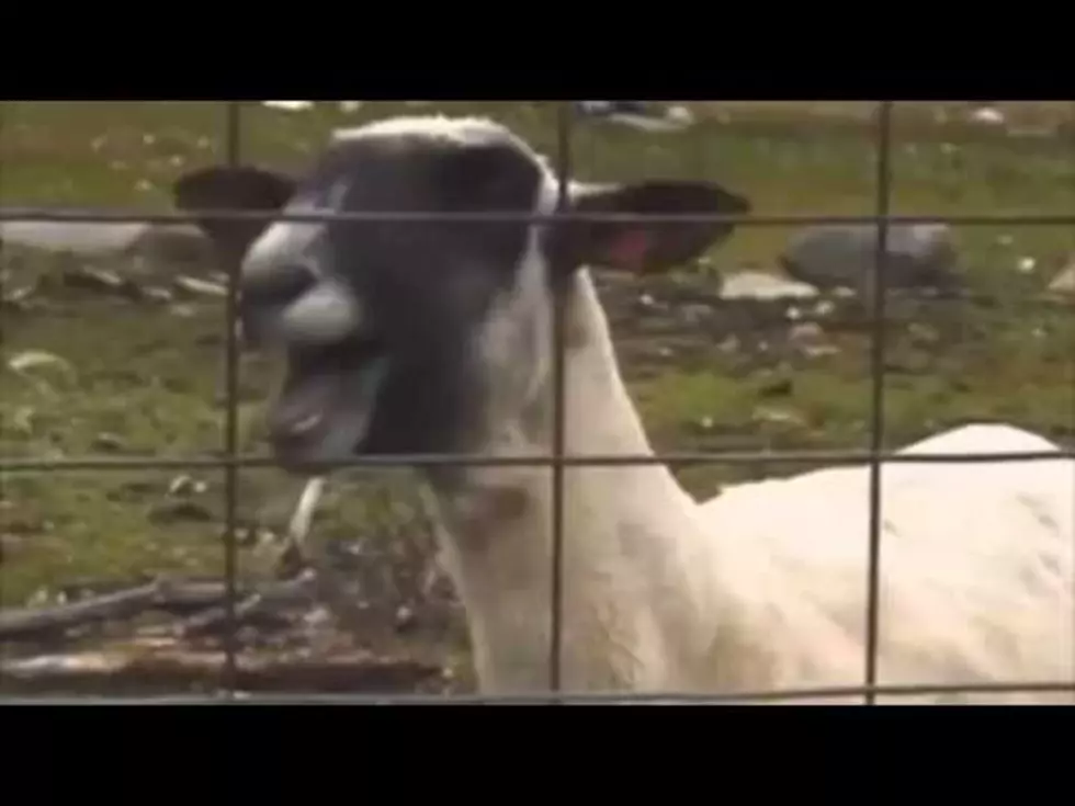 Taylor Swift &#8220;I Knew You Were Trouble&#8221; Goat Screaming Remix [Video]