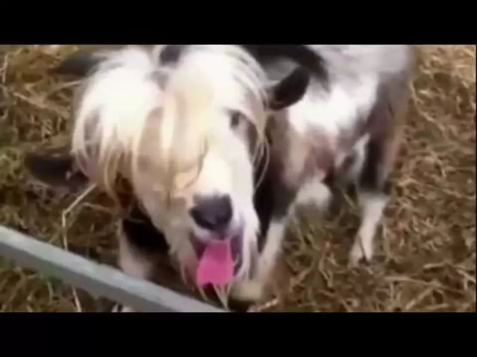 Goats Screaming Like Humans [Video]