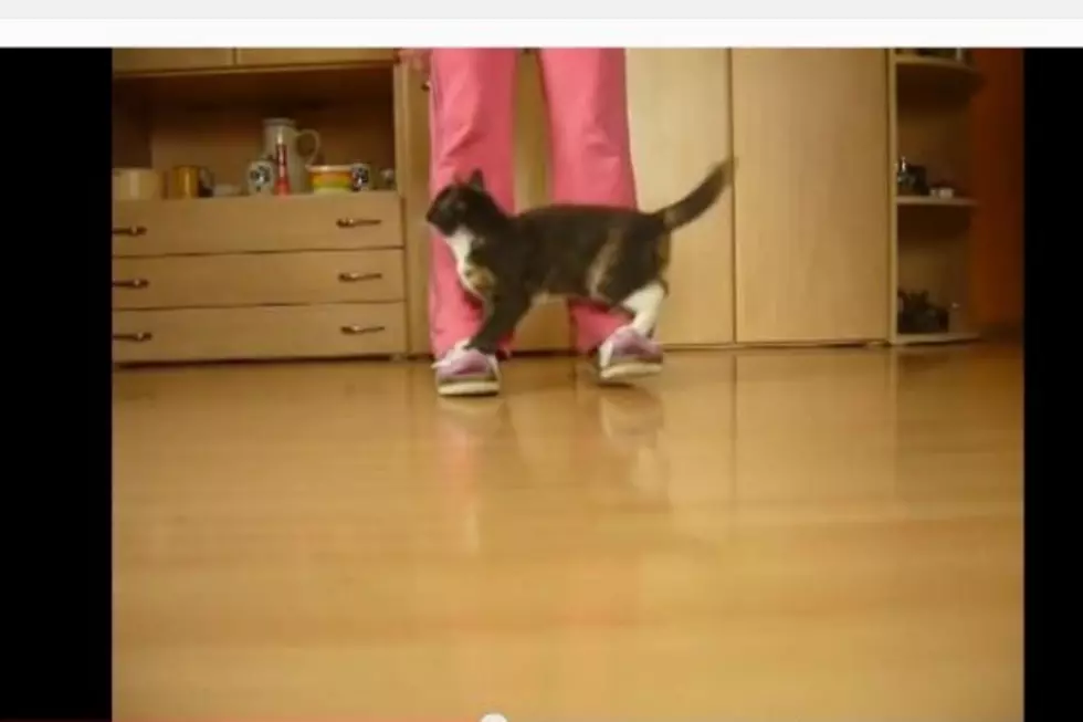 Watch This Cat Perform Some Amazing Tricks, Kudos to the Young Trainer