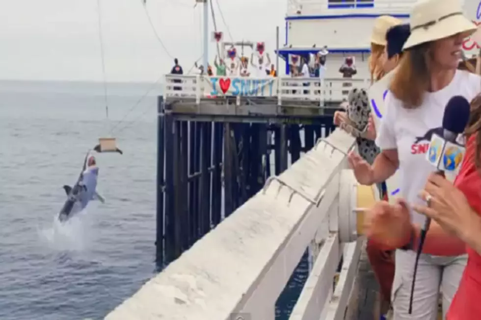 Discovery Channel’s Shark Week Promo Has People Fired up on Both Sides