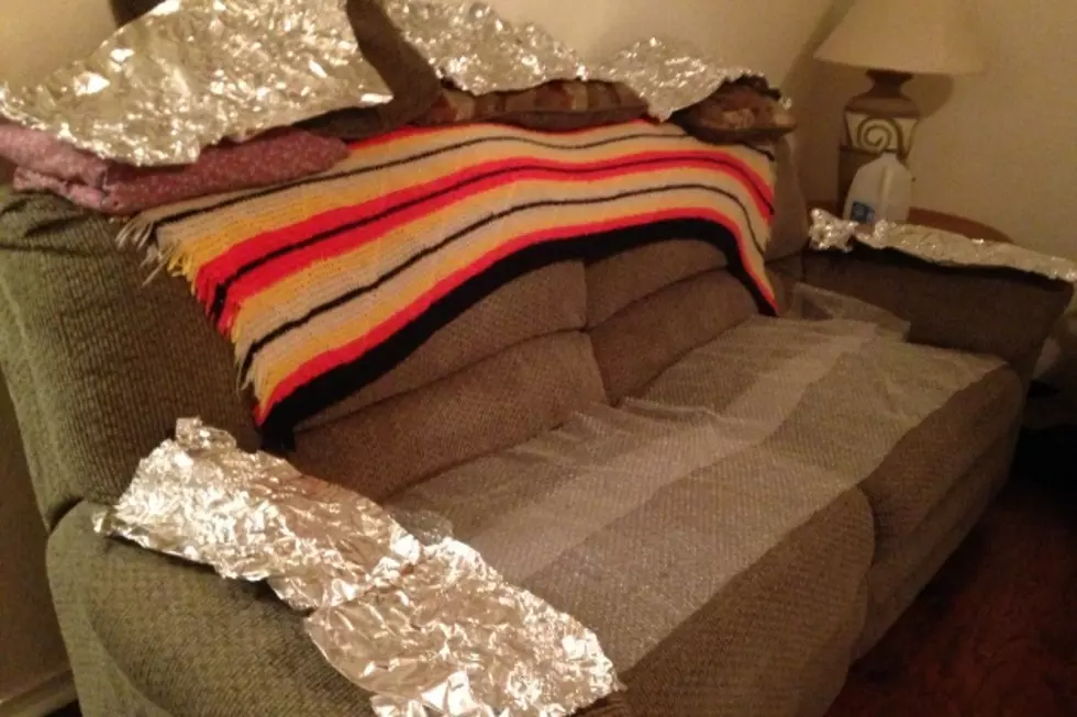 aluminum foil and bubble wrap can keep a dog off the furniture